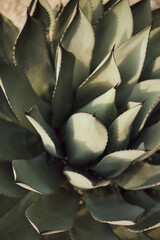 Fototapeta premium Cactus in the garden close up