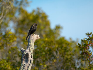 Red Winged Blackbird