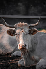 A curious look of a cow