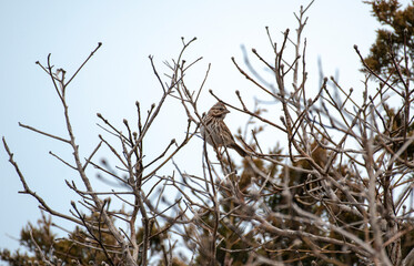 Song Sparrow