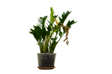 A dried plant in a flower Zamioculcas in plant pot, isolated on a white background