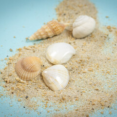 Fototapeta na wymiar sable et coquillages sur un fond bleu