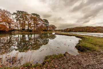 autumn clouds in woodland