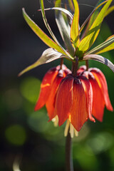 Fototapeta na wymiar orange Fritillaria imperialis or royal grouse flowers in spring garden