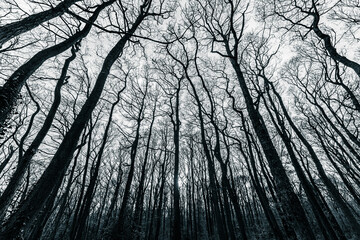 black and white winter English forest