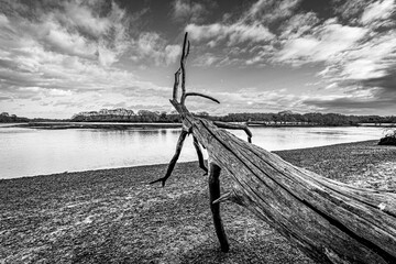 black and white fallen tree on the shore