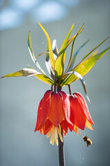 orange Fritillaria imperialis or royal grouse flowers in spring garden