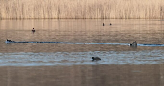foulque macroule Fulica atra se poursuivant sur l'eau