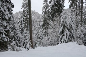 Aussicht vom Hang des oberen Sankenbachtals in Baiersbronn auf tief verschneite Landschaft des Schwarzwalds.