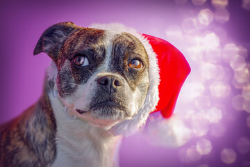 Head portrait of a cute boston terrier crossbreed dog wearing a santa hat in front of purple...