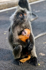 Silvered Langur Monkey with orange baby in Kuala Selangor Malaysia