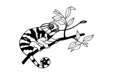 Chameleon. Vector stock illustration eps10. Outline, isolate on white background. Hand drawn.
