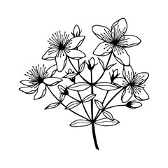 St. John's wort flowers. Vector stock illustration eps10. Outline, isolate on white background. Hand drawn.