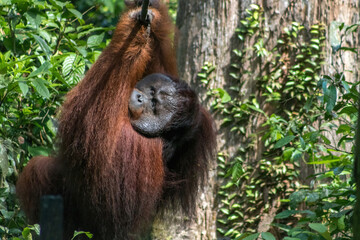 Large Male Orangutan at Sepilok Orangutan Rehabilitation Centre in Borneo