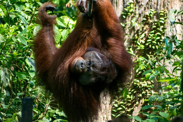 Large Male Orangutan at Sepilok Orangutan Rehabilitation Centre in Borneo