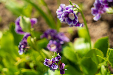 primula flowers in the garden