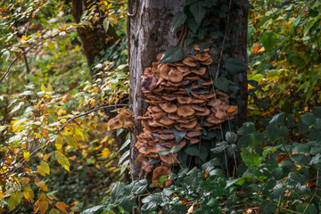 Nature in the autumn forest. A tree trunk covered with mushrooms. Mushrooms on a tree trunk on an...