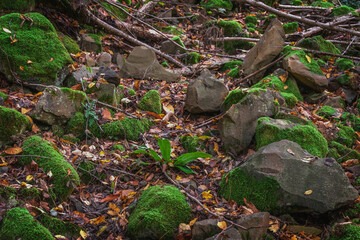 Stones and trees covered with green moss in a fabulous magical forest. Forest landscape with stones covered with green moss on an autumn day. Beautiful nature background.
