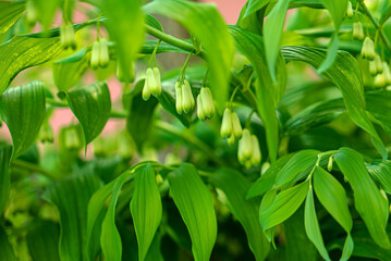 Solomon's seal white flowers  in garden