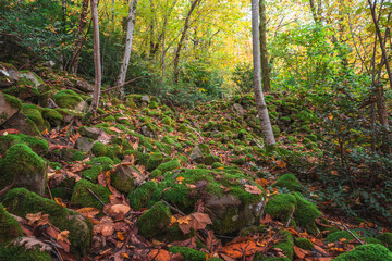 Nature in the autumn forest. Beautiful autumn forest covered with moss. A forest covered with green moss. Stones and trees covered with green moss in a fabulous magical forest.