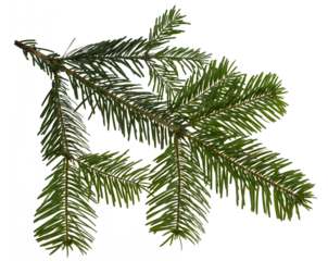 Nordmann fir tree needle conifer evergreen branch