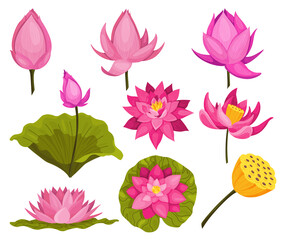 Lotus. Pink flowers set. Stems and leaves for advertising and invitations. Blossoms, bud opening, an aquatic plant. 3D design. Composition of isolated objects for design