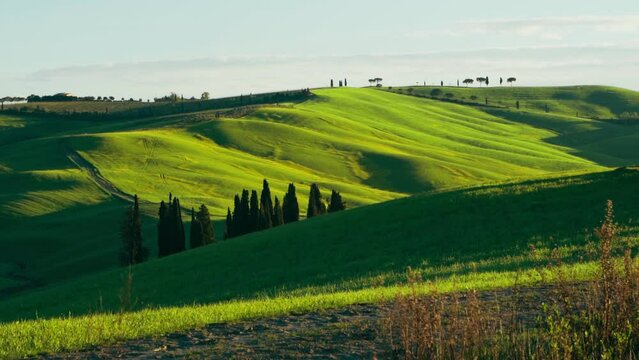 View of the Tuscan hills. Val d'Orcia at dawn sunset. Italian holidays. Ring cypress trees. Florence. Colorful fields near Asciano. Siena Province