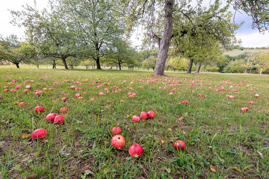Roter Apfelbaum