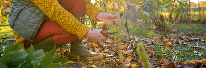 Woman using pruning shears to cut back dahlia plant foliage before digging up the tubers for winter...