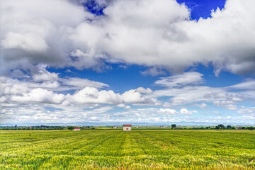 Campi di grano e nuvole primaverili nel Tavoliere delle Puglie (Italy)