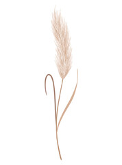 Pampas grass branch. Dry feathery head plume, used in flower arrangements, ornamental displays, interior decoration, fabric print, wallpaper, wedding card. Golden ornament element in boho style