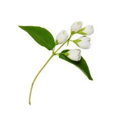 Jasmine (Philadelphus) flowers and leaves isolated on white or transparent background
