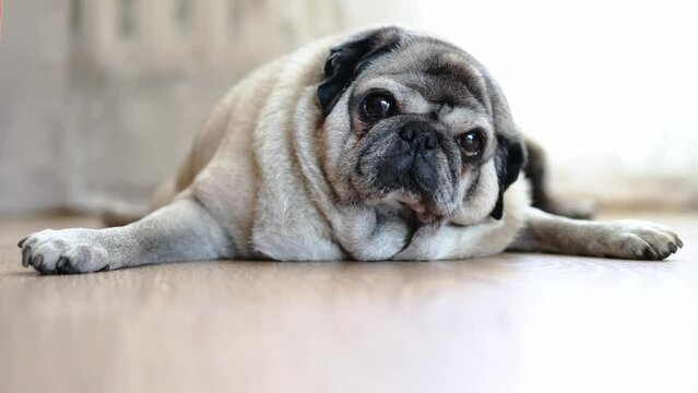 An elderly beige pug sleeps on the floor. Close-up