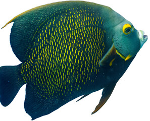 Isolated adult French Angelfish swimming 