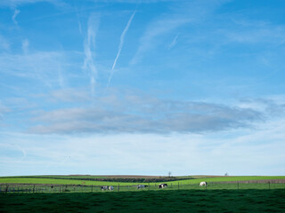 cows in meadow and trees under blue sky in belgian countryside near Mons or Bergen on sunny autumn day
