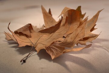 Autumn maple leaves, autumn mood colors, selective focus, blurred background,