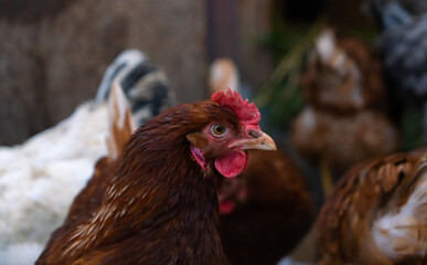 Portrait of brown domestic  laying hens