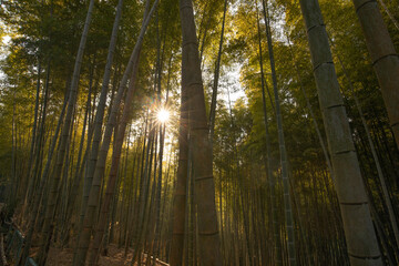 foret de bambous 