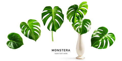 Monstera leaf creative layout.