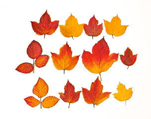 Dry autumn leaves of different colors on a white background.