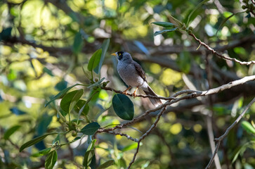 Australian Noisy Miner (Manorina melanocephala)