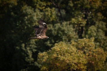 rapace 
