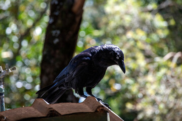 Australian Raven (Corvus coronoides)