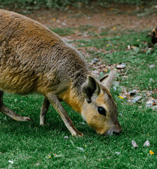 the capybara walks in the green forest