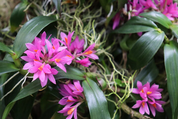 Dendrobium hibiki flowers, a species of orchid