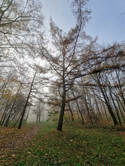 The rising sun in a foggy autumn morning in the Julianowski Park, Lodz, Poland.