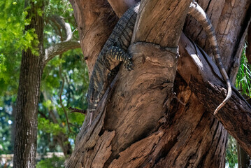 Common Goanna ( Varanus varius)