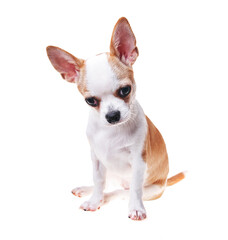 Beautiful and cute white and brown mexican chihuahua dog over isolated background. Studio shoot of purebreed miniature chihuahua puppy.