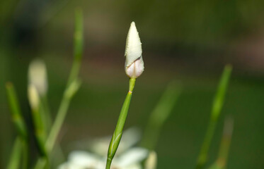 Dietes bicolor