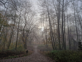 The rising sun in a foggy autumn morning in the Julianowski Park, Lodz, Poland.